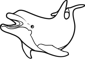 dolphin5-zmax