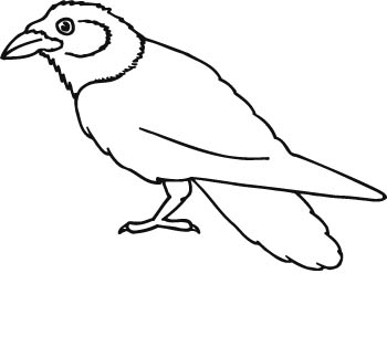 bird1-zmax